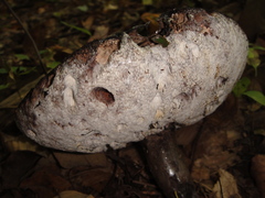 Retiboletus griseus