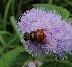 Phytomia