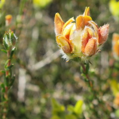 Aspalathus tridentata tridentata