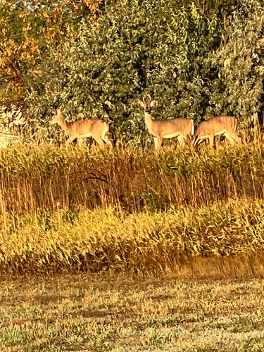 iNaturalist observation 2025-09-14