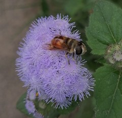 Phytomia
