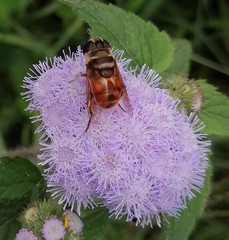 Phytomia