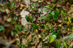 Dendrobium sanseiense