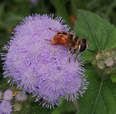 Phytomia
