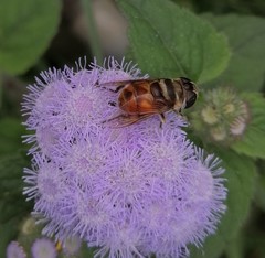 Phytomia
