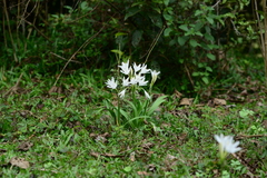 Pancratium triflorum