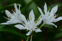 Pancratium triflorum