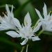 Pancratium triflorum - Photo no rights reserved, uploaded by S.MORE