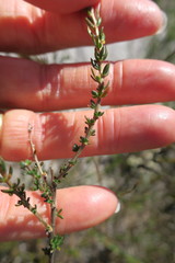 Aspalathus tridentata tridentata