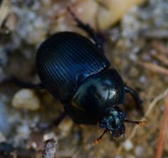 Geotrupes balyi