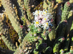 Euphorbia inermis
