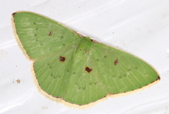 Comostola leucomerata