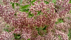 Salpianthus arenarius