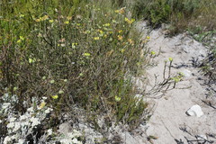 Aspalathus tridentata tridentata