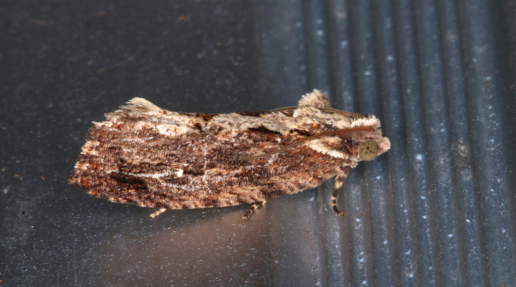 Oxysemaphora