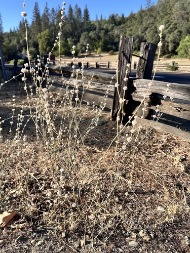 wand buckwheat (Eriogonum roseum)