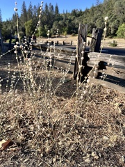 Eriogonum roseum