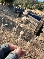 Eriogonum roseum, photograph author not stated, no rights reserved