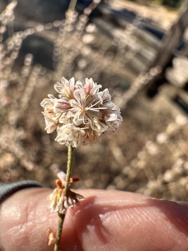 Eriogonum roseum, photograph 3