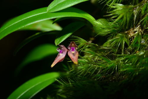 Bulbophyllum japonicum iNat (2)