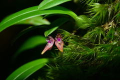 Bulbophyllum japonicum