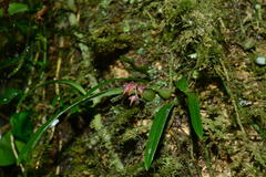 Bulbophyllum japonicum