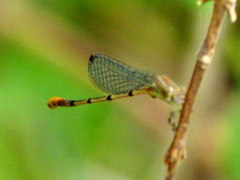 Leptobasis melinogaster