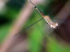 Leptobasis melinogaster