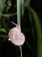 Aegista
