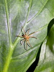 Heteropodinae