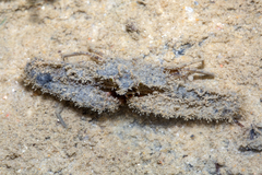 Rhinolambrus pelagicus