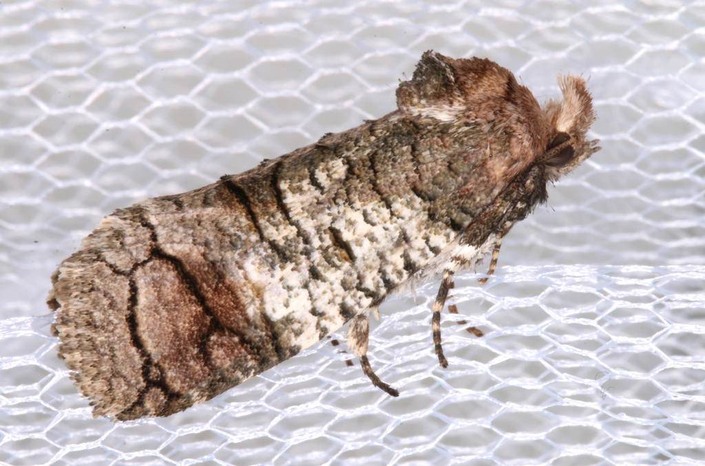 Macrocyttara expressa