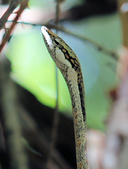 Thelotornis capensis capensis