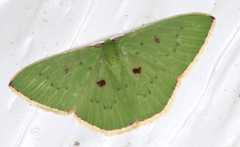 Comostola leucomerata