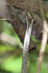 Thelotornis capensis capensis
