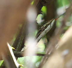 Thelotornis capensis capensis