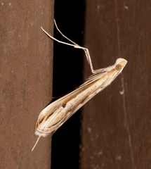 Euclasta vitralis