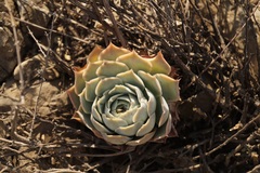 Echeveria simulans