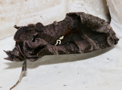 Plusiopalpa adrasta