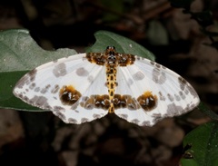 Abraxas amicula-illuminata