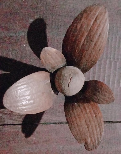 Shorea macrophylla observed 2025-09-23