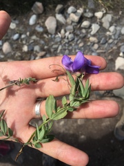 Lathyrus nervosus