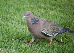 Picazuro Pigeon photo 2
