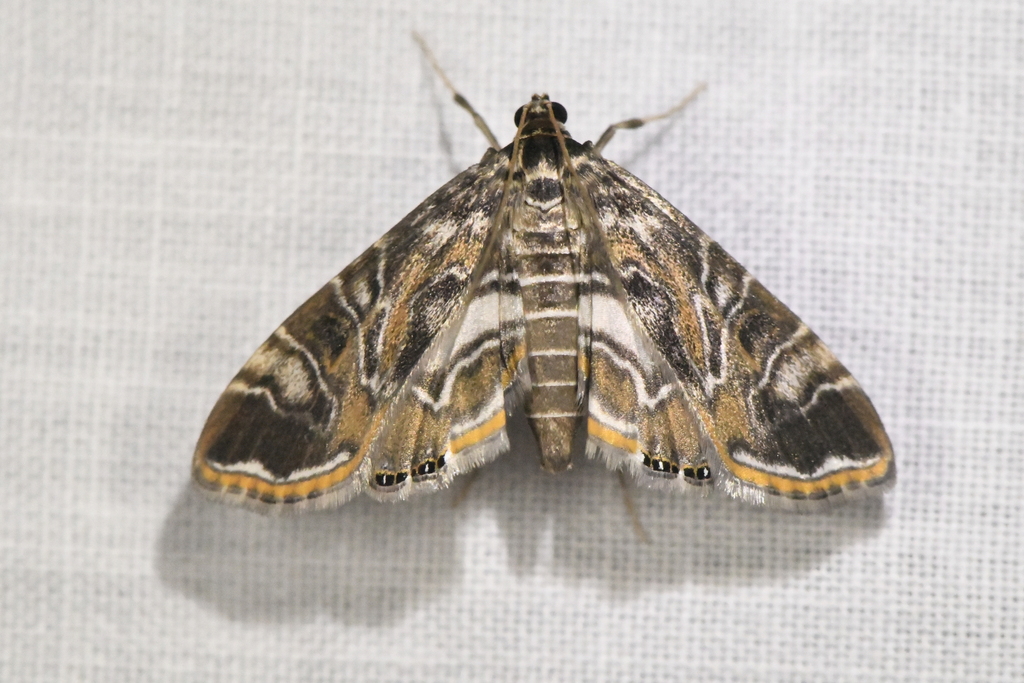 Oligostigmoides cryptalis