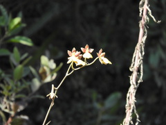 Cyrtochilum aureum