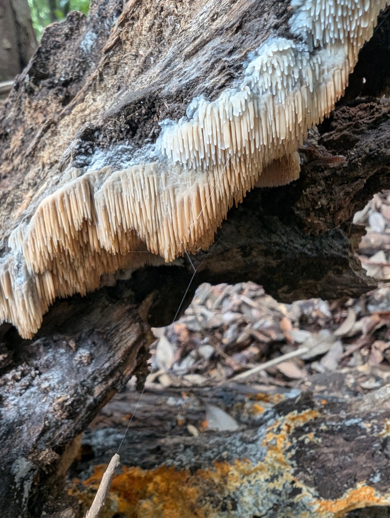 Radulomyces copelandii · September 2025 · photo: © atsushi_nakajima_cirque (iNaturalist, cc-by)