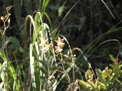 Cyrtochilum aureum
