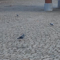 Columba livia domestica