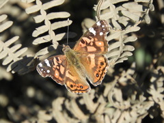 Vanessa altissima