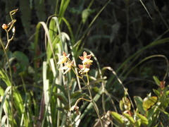 Cyrtochilum aureum